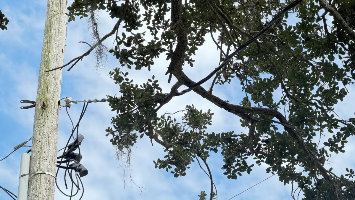 Tree Removal project in Vero Beach