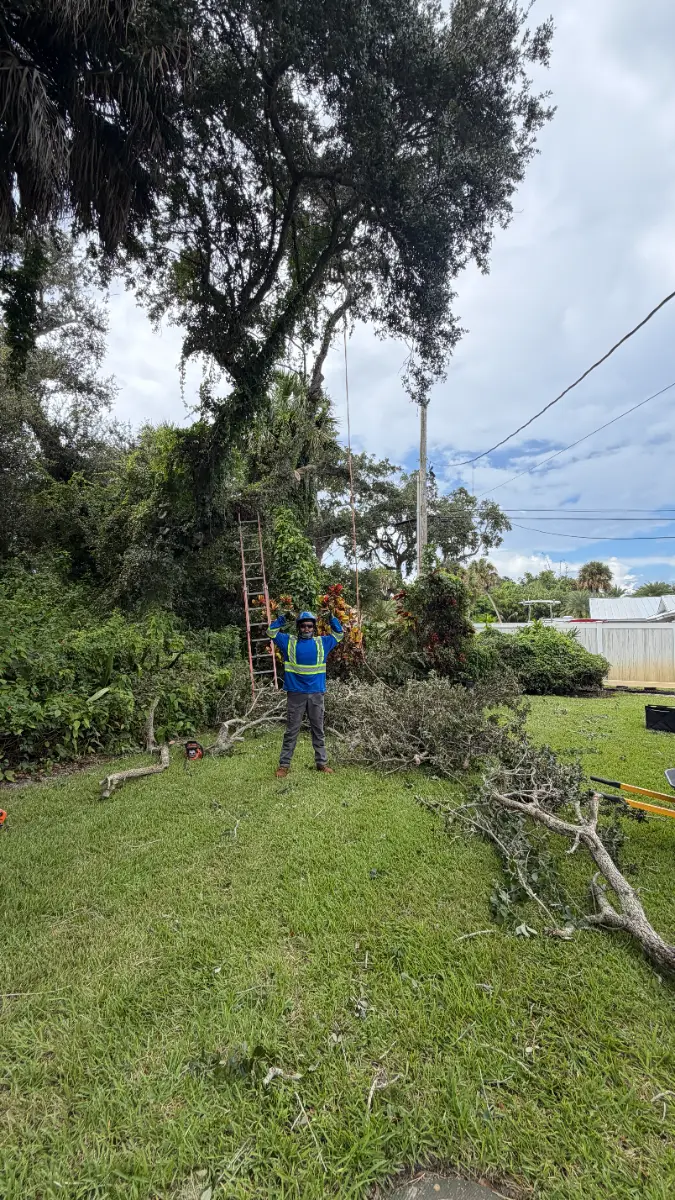 Tree Removal project in Vero Beach