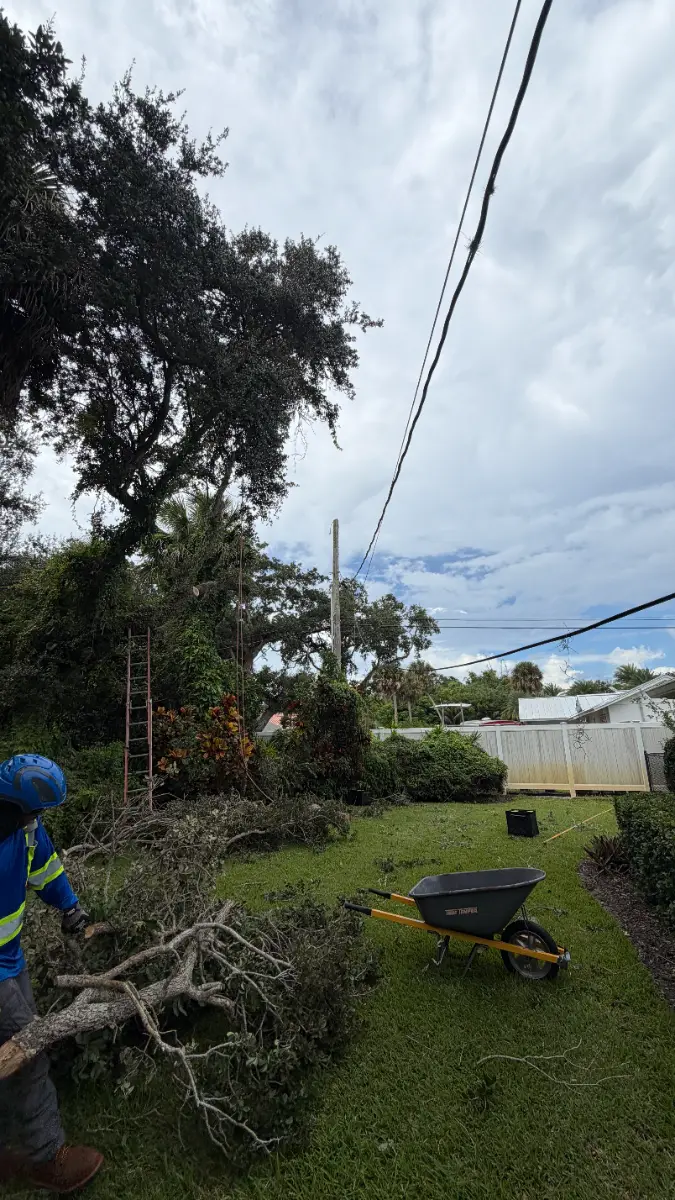 Tree Removal project in Vero Beach