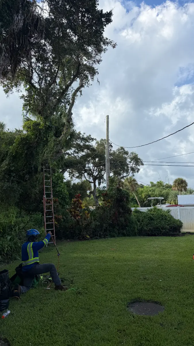 Tree Removal project in Vero Beach