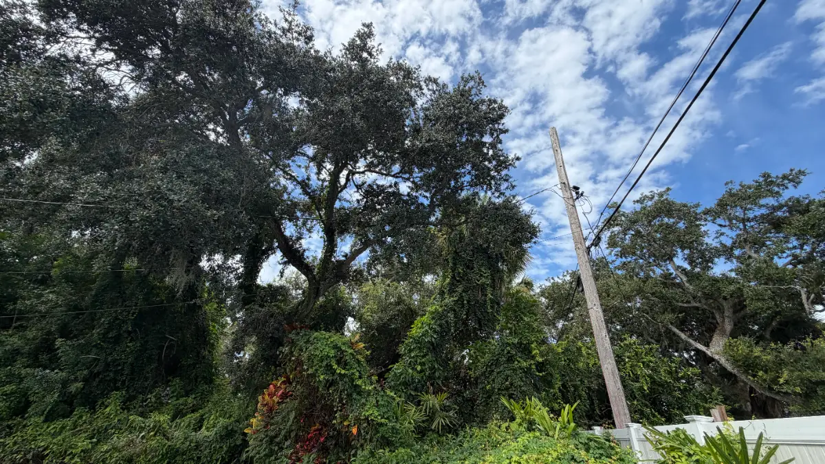 Tree Removal project in Vero Beach