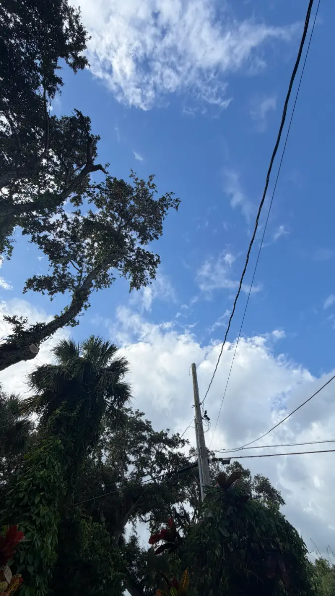 Tree Removal project in Vero Beach