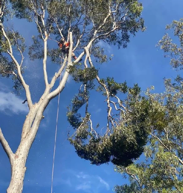 Large tree limb removal