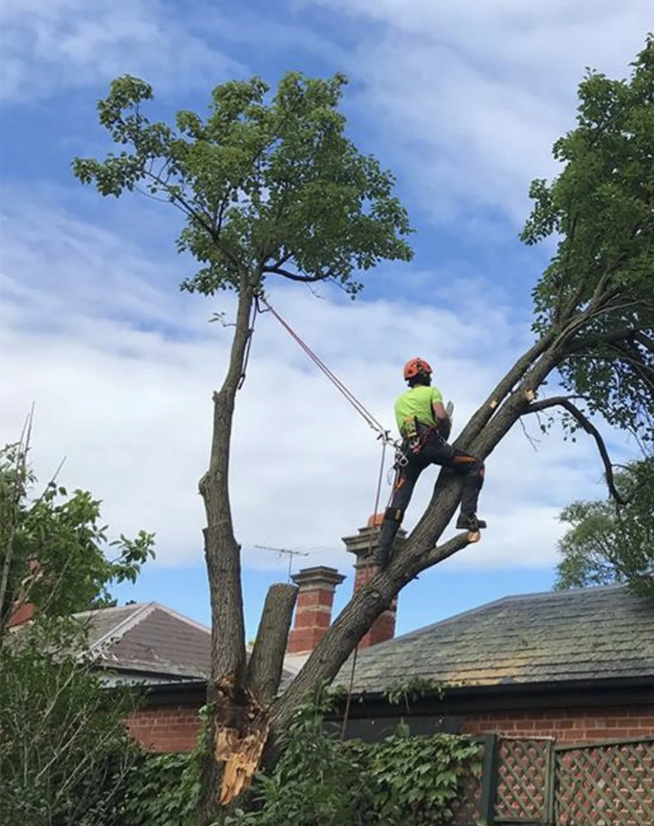 Tree trimming near a home