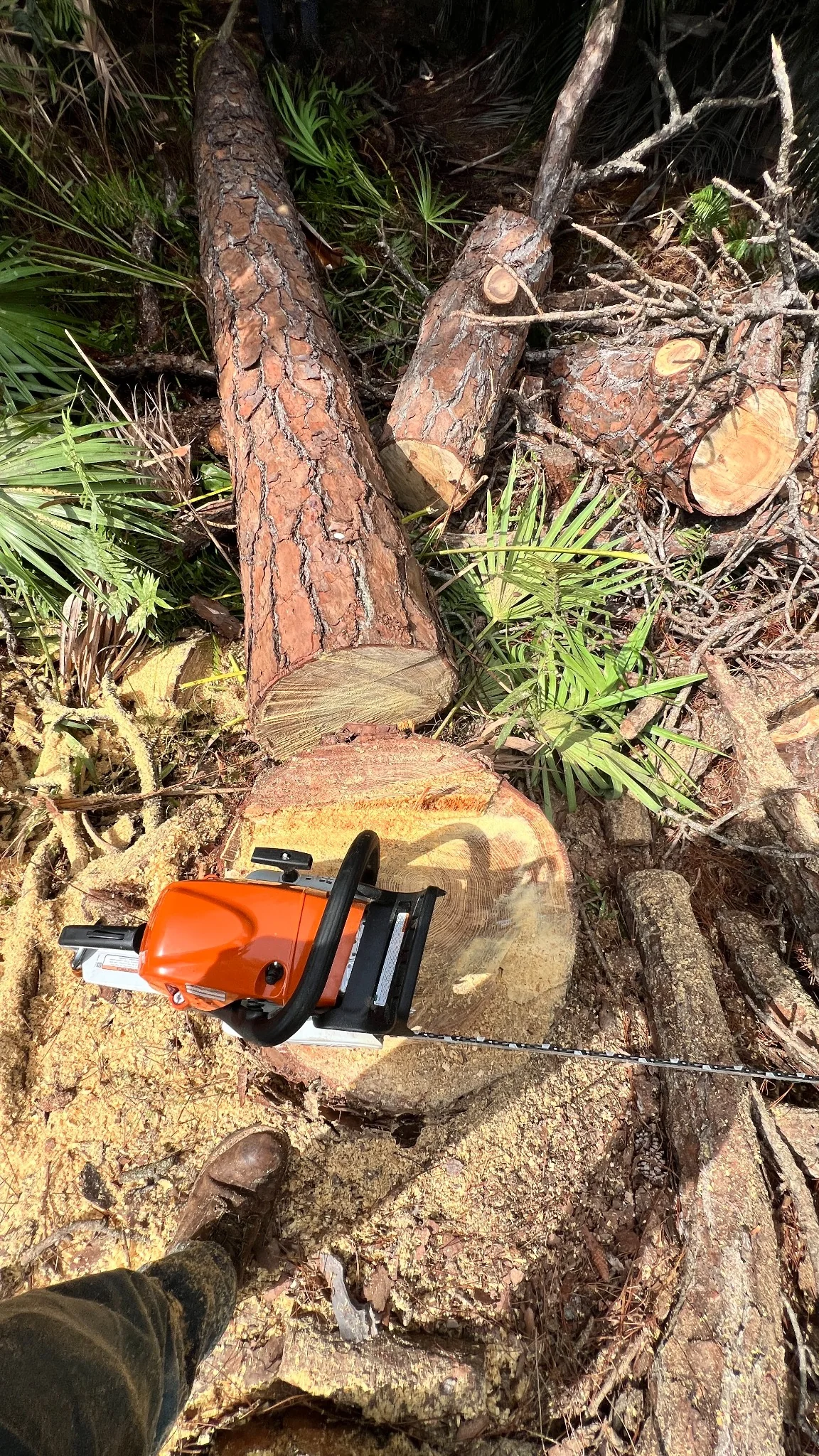 Tree removal job