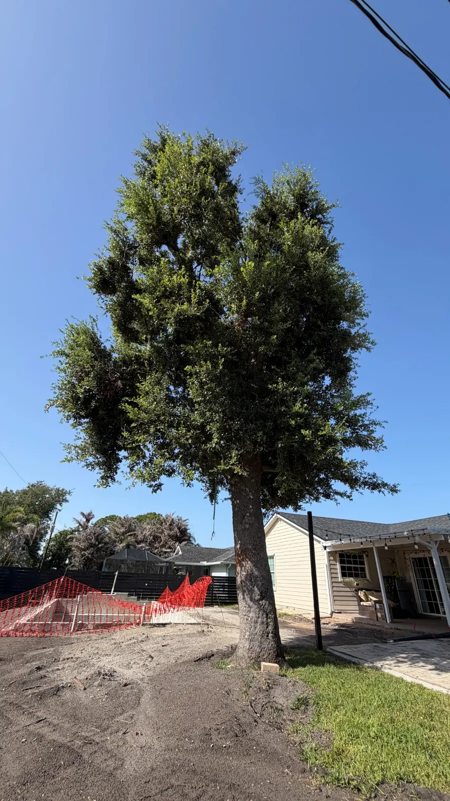 Tree during controlled removal