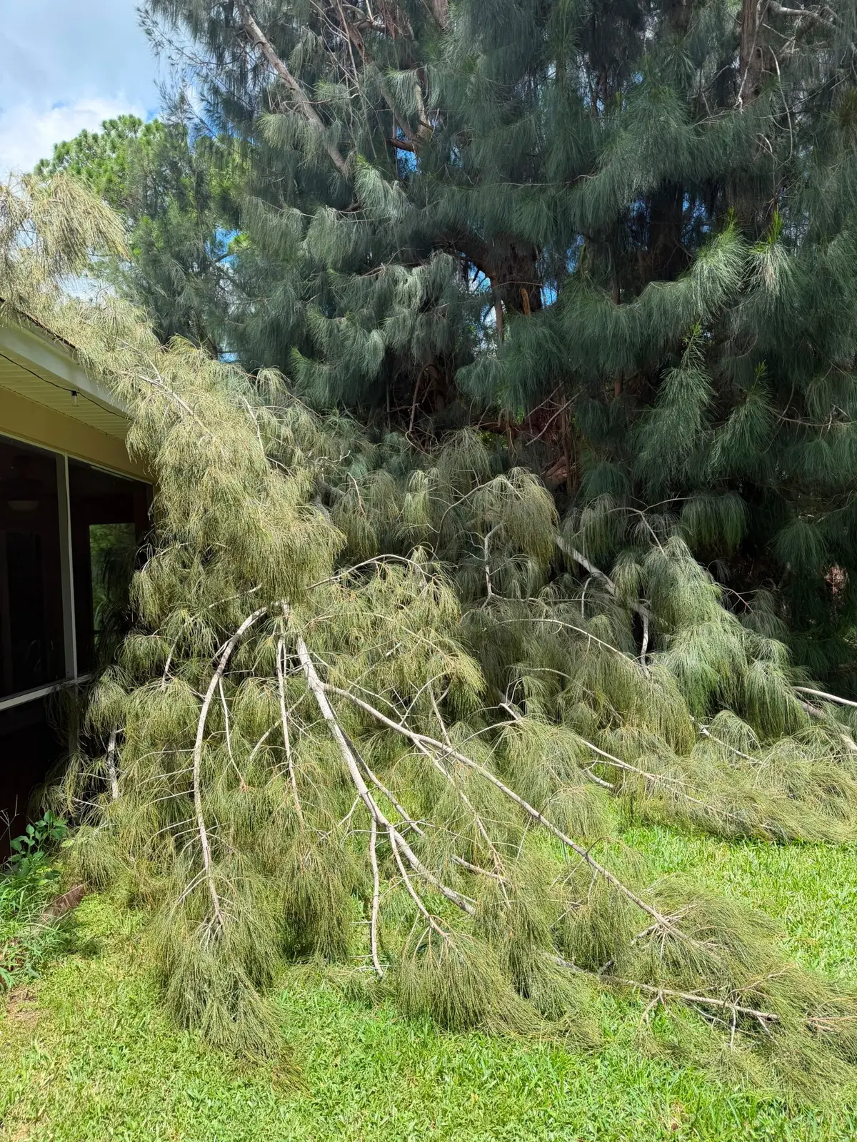 Storm debris before tree work