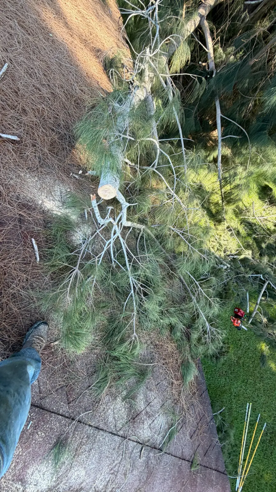 Cut tree section during removal