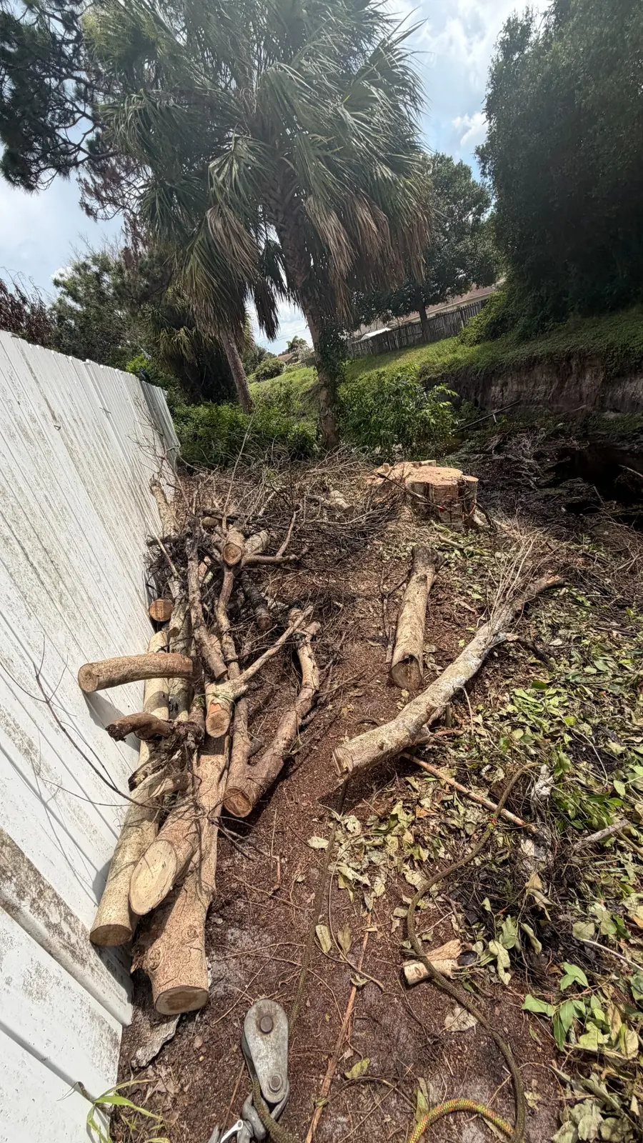Remaining trunk sections beside fence