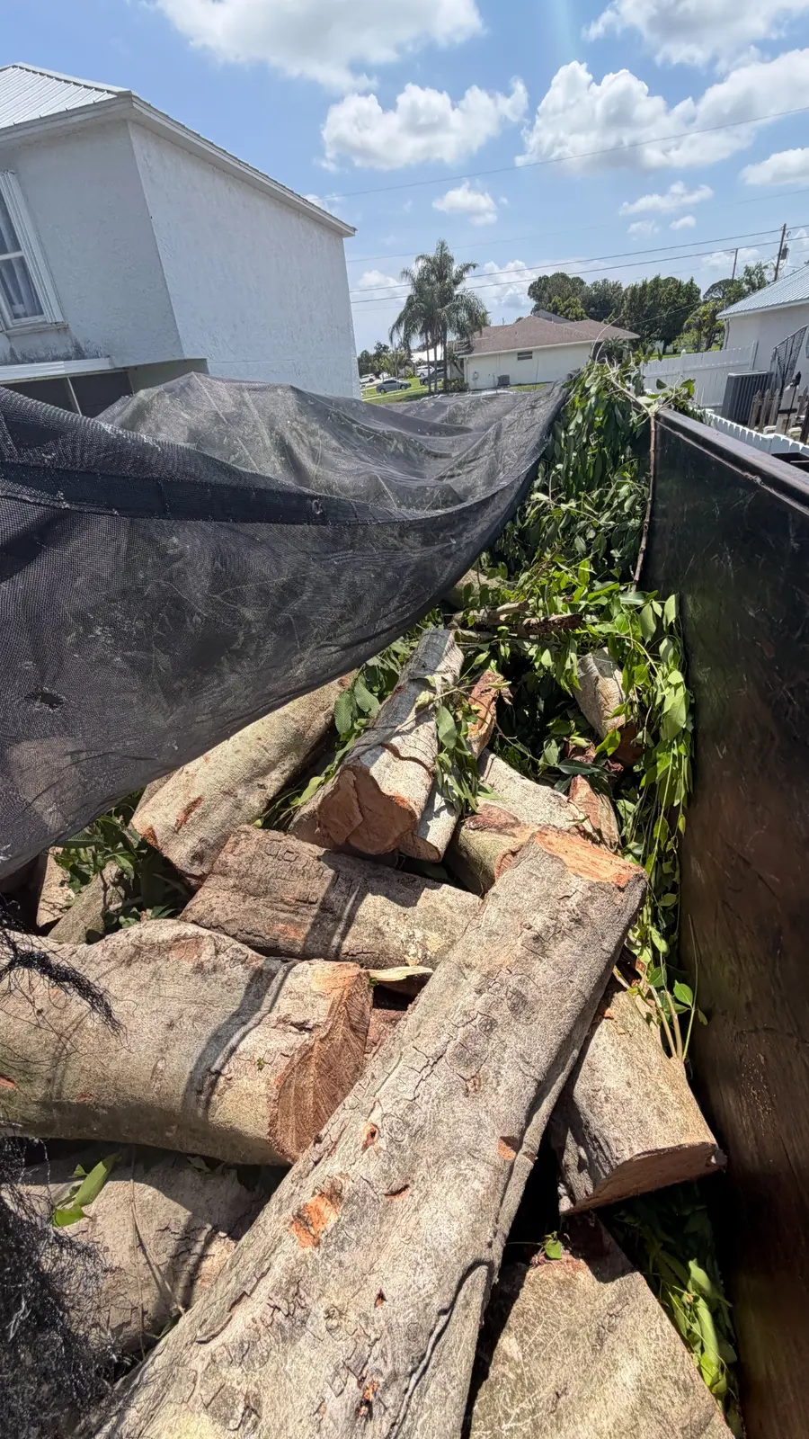 Cut logs collected for removal