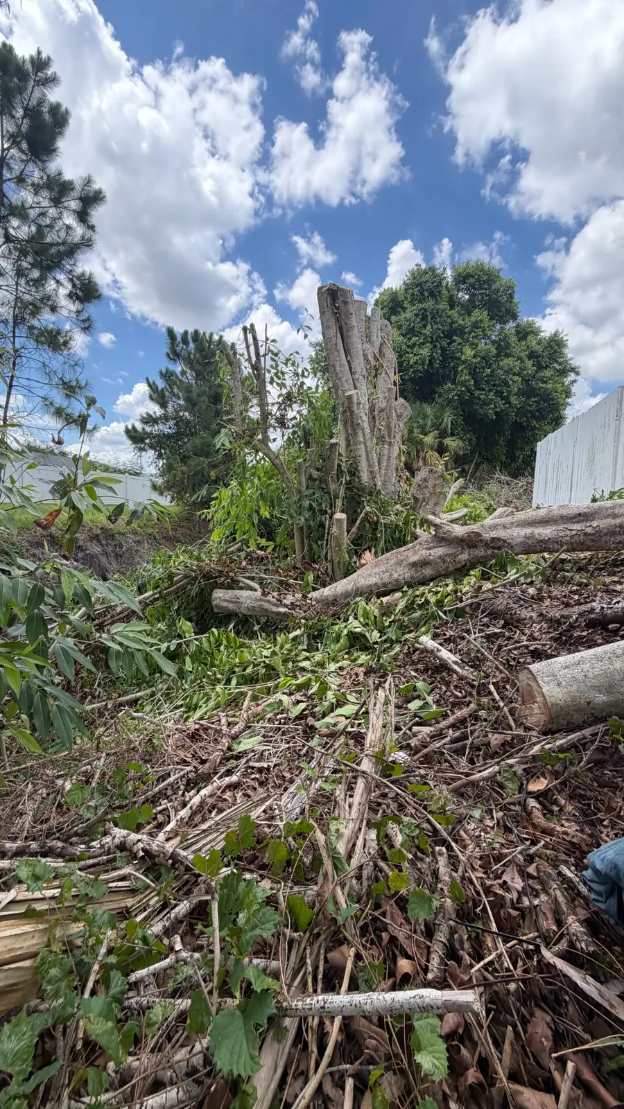 Felled tree during canal-side clearing