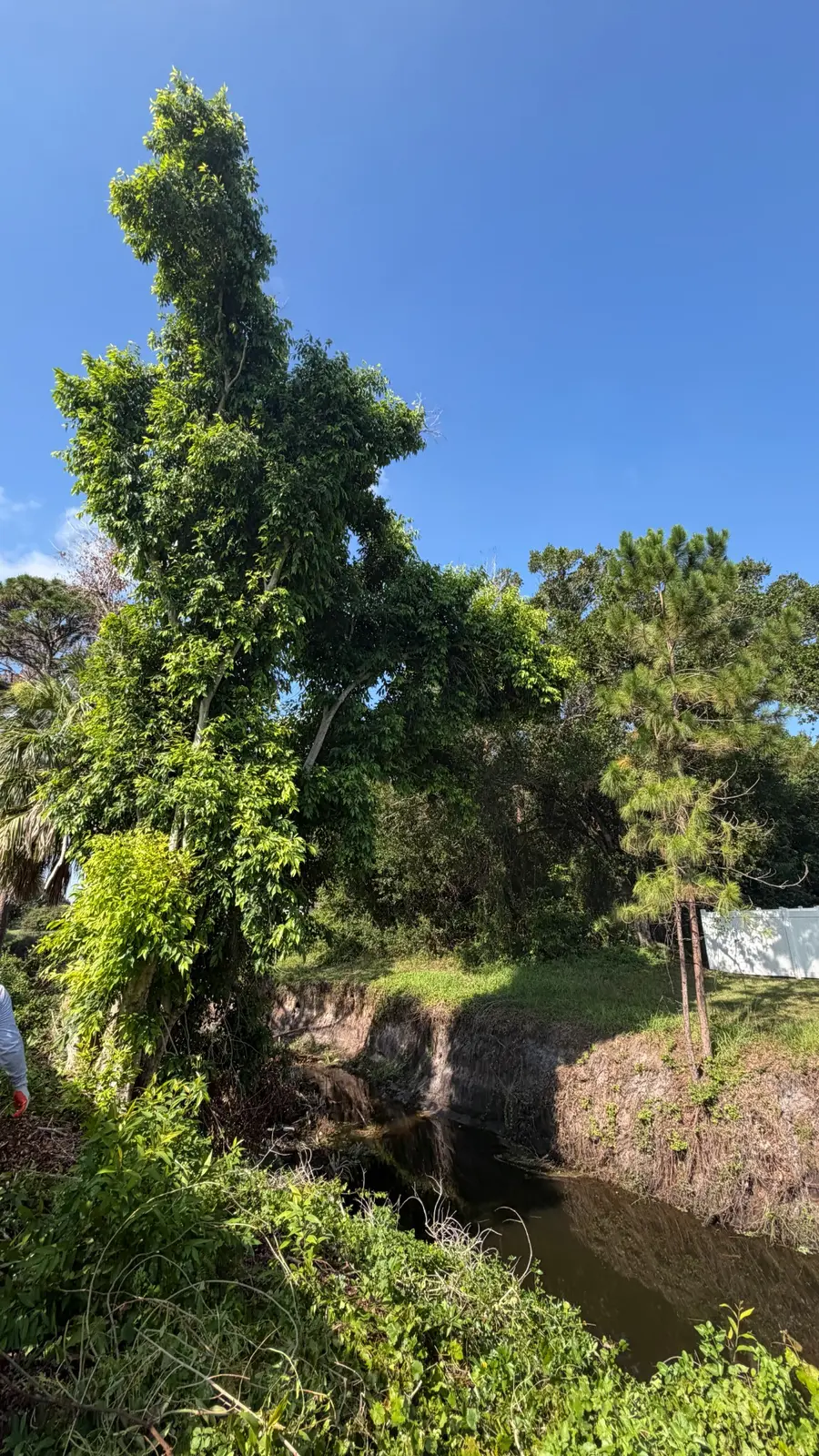 Dense vegetation before canal-side clearing