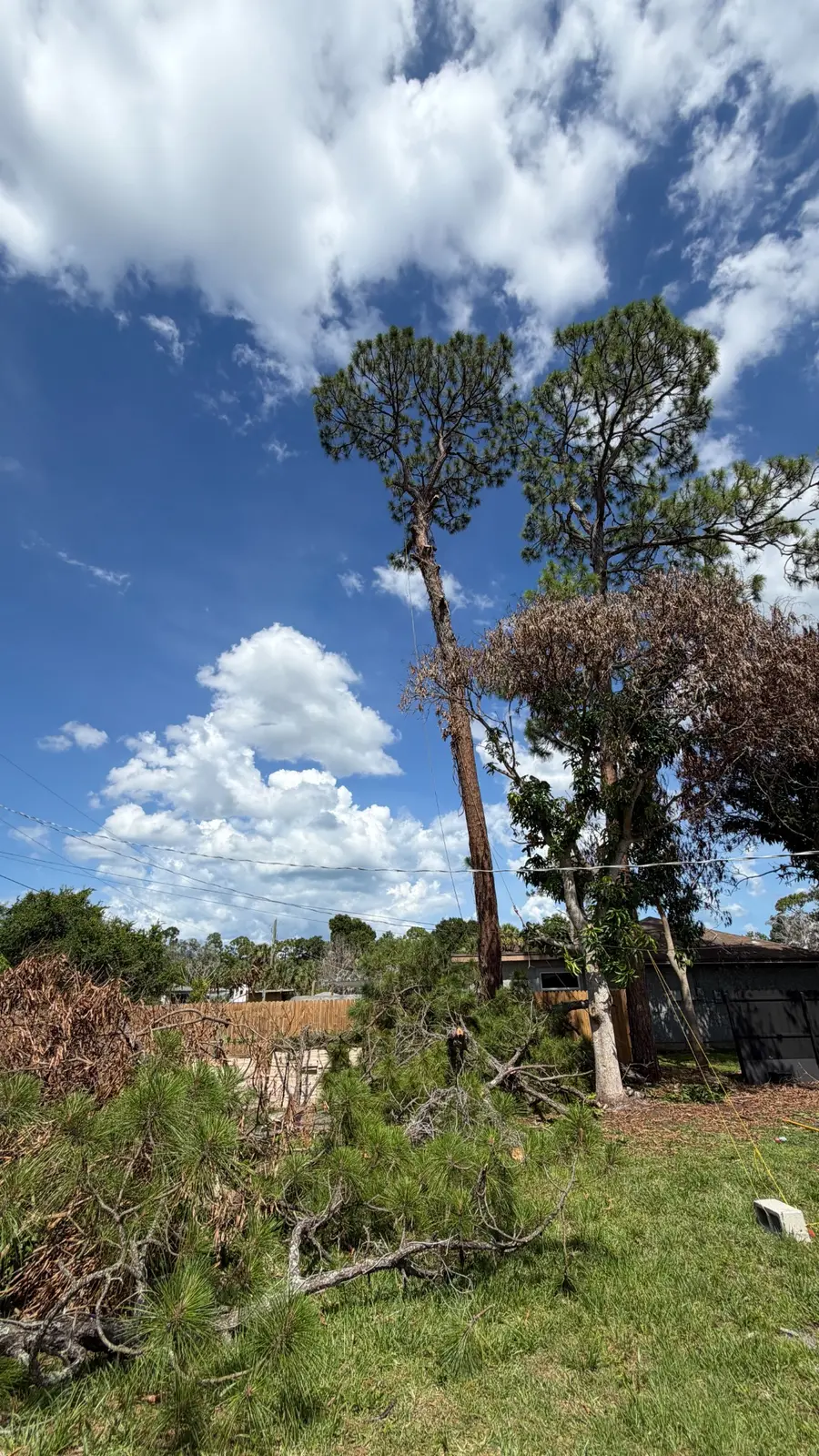 Tall pine during removal, with cut branches collected below