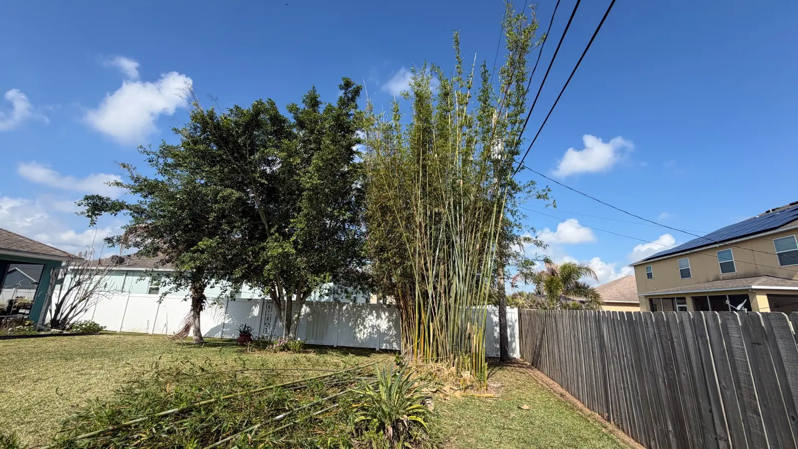 Dense bamboo before removal