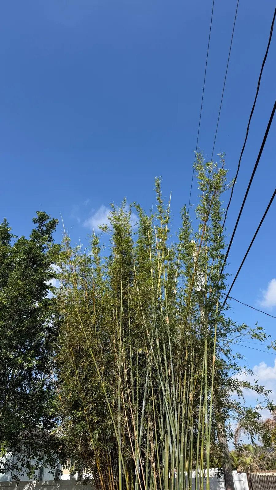 Tall bamboo beside utility lines