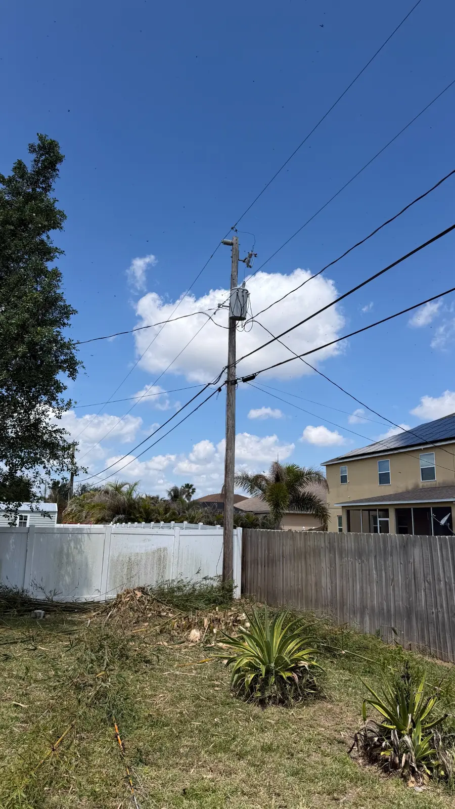Utility lines clear after bamboo removal