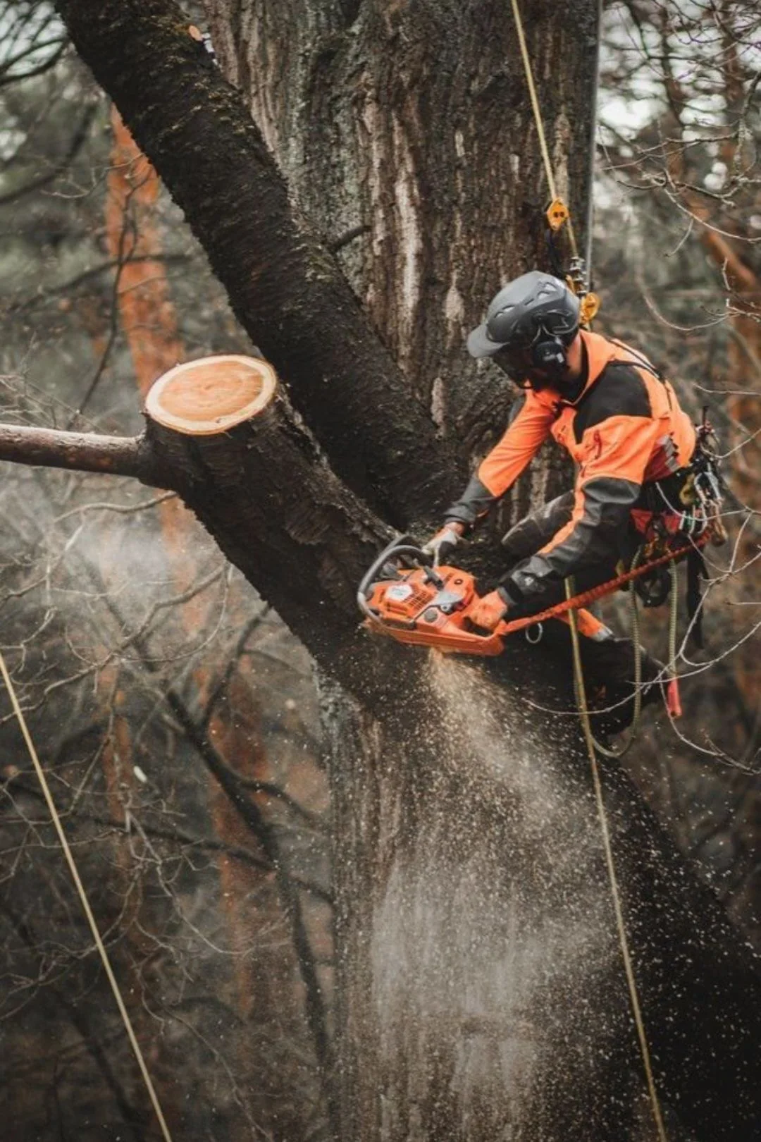 Sunny Days tree removal project
